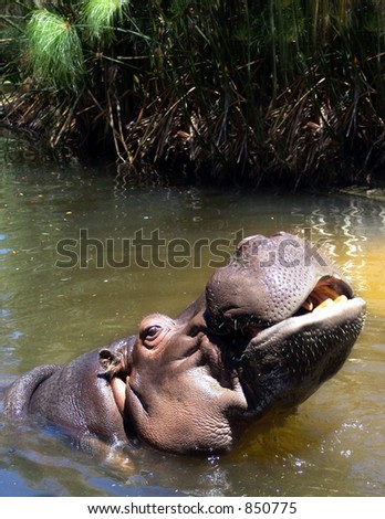 Hippo Coming out of Water