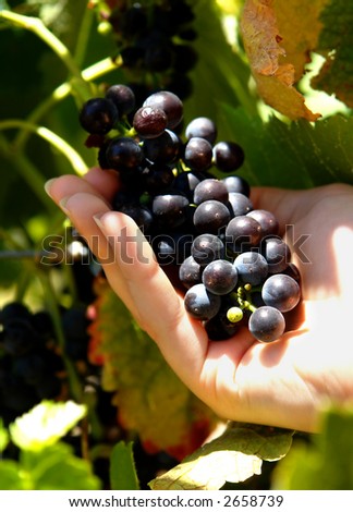 A female hand holding a bunch of grapes