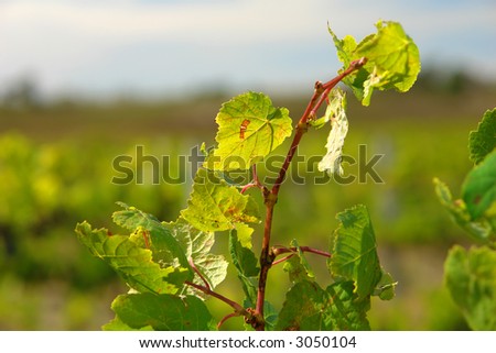 Green Vine Leaf Closeup