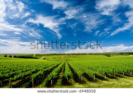 Vineyard at One Tree Hill, South Australia