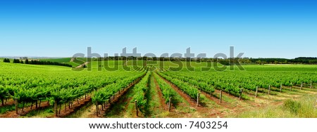 Colourful Vineyard in One Tree Hill, South Australia