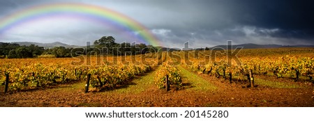 Dark storm clouds loom over vineyard with a rainbow in the background
