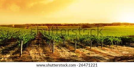 Amazing Vineyard Sunset in South Australia