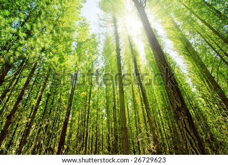 Sun glows through the dense forest