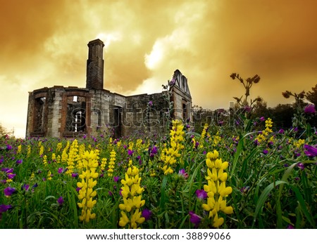 Wild flowers blowing in the breeze and old ruins
