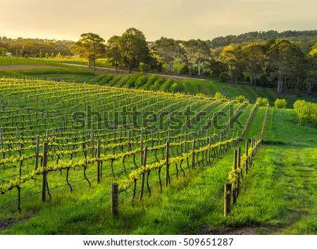Beautiful vineyard sunset in South Australia