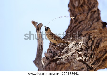 A sociable weaver, a desert bird, picking up grass to build nest.