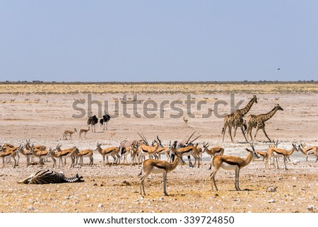 Nebrowni Waterhole in Etosha with lots of different animals including giraffe, zebra, ostrich, oryx and springbok. Namibia, Africa