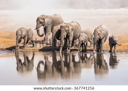 Family of African elephants drinking at a waterhole in Etosha national park. Namibia, Africa.