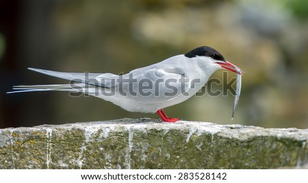 Arctic Tern standing on a wall with Sand Eel in its mouth in profile