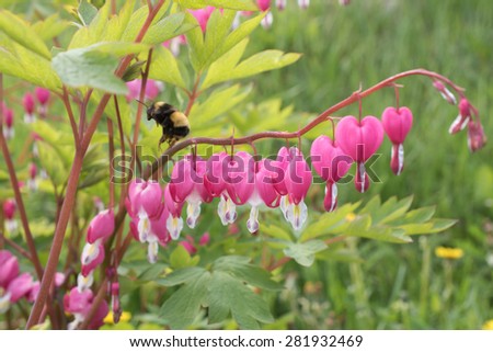 Bumble Bee amidst the Bleeding Hearts