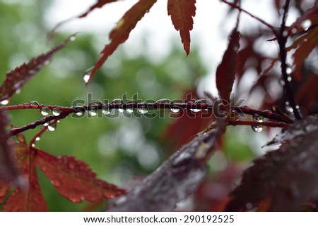 Japanese Maple Tree in the Rain close up