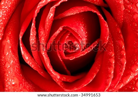 Closeup of rose petals with drops