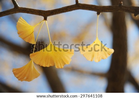 Ginkgo leaves in the Autumn