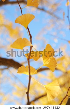 Ginkgo leaves in the Autumn