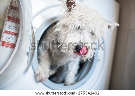 Dog after washing