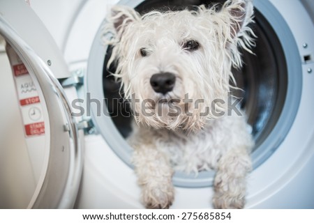 Dog after washing