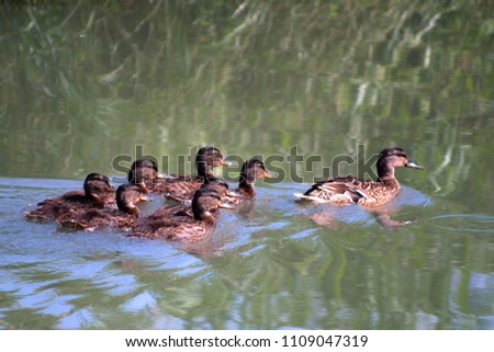 Family of the ducks swimming in a river