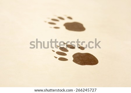 Animal footprints on a wooden surface