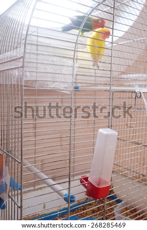 Couple parrots in bird cage