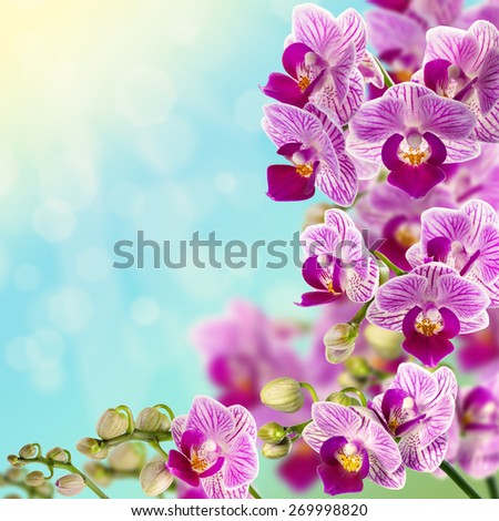 Beautiful pink orchid.  Selective focus on lower inflorescence, shallow DOFF.