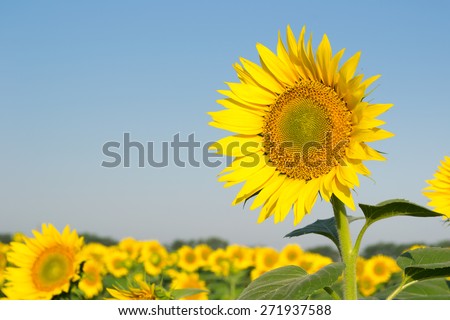 The field of sunflowers on a background of blue sky. Time of sunrise.