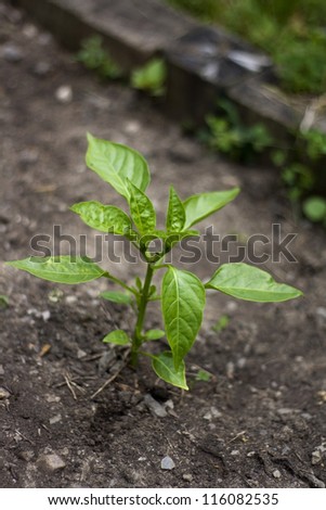 Royalty free stock image of a pepper plant, budding