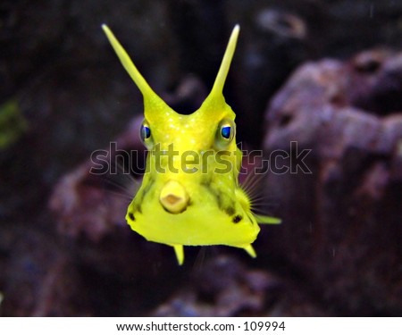 Yellow Horn Fish
