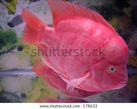 Female Flowerhorn Fish