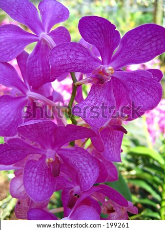 Singapore Orchids Picture on Orchid  Singapore National Flower Stock Photo 199261   Shutterstock