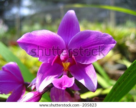 Singapore Orchids Picture on Orchid  Singapore National Flower Stock Photo 205823   Shutterstock