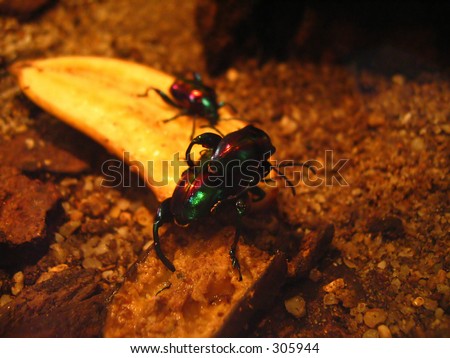 Large Frog Beetle