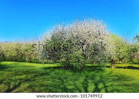 Blossom apple-trees garden at the spring. Sun at the sky.