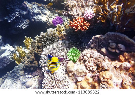Coral and fish in the Red Sea.Angel fish.Egypt