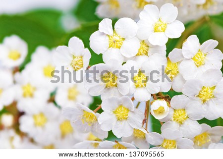 Beautiful white flowering shrub Spirea aguta (Brides wreath).