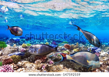 Coral And Fish-Surgeon In The Red Sea. Egypt, Africa