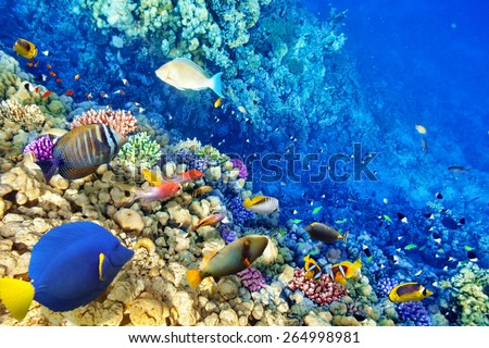 Wonderful and beautiful underwater world with corals and tropical fish Wonderful and beautiful underwater world with corals and tropical fish