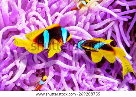 Couple of cute  clown-fish in the bush of anemone\'s - underwater tropical world.