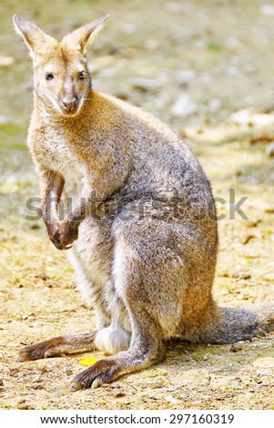 Cute kangaroo their natural habitat. National Forest.