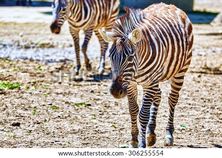Zebras in their natural habitat. National Forest.