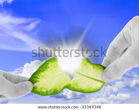 Ecology concept -asunder destroy green leaf in black-white  hand.