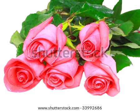 beautiful images of roses. Beautiful five pink roses
