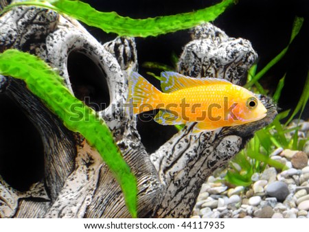 Aquarium Fish  dwarf Cichlid-Aulonocara(Aulonocara sp. Orchidea Red)