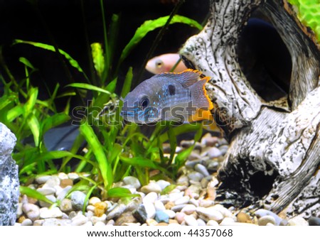 Aquarium Fish  dwarf Cichlid(Apistogramma nijsseni)