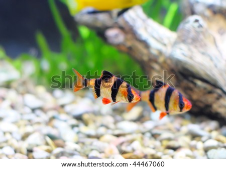 Couple  of aquarium fish-Barbus-five-banded barb. (Barbus pentazona)