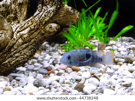 Cichlid Aquarium Design