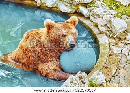 Brown bear in its natural habitat.