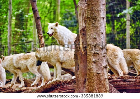 Pack of gray wolves (canis lupus) in its natural habitat.