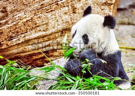Cute bear panda actively chew a green bamboo sprout.