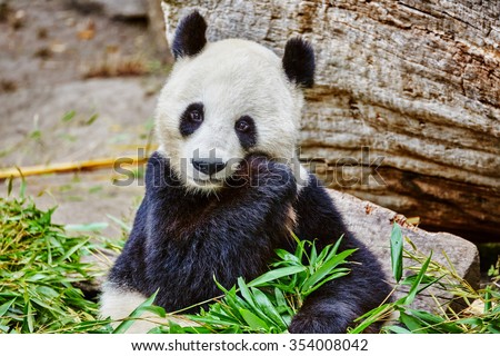 Cute bear panda actively chew a green bamboo sprout.